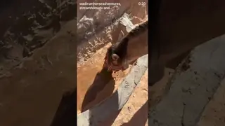The camel did NOT sign up for this. Day 6. The last one.