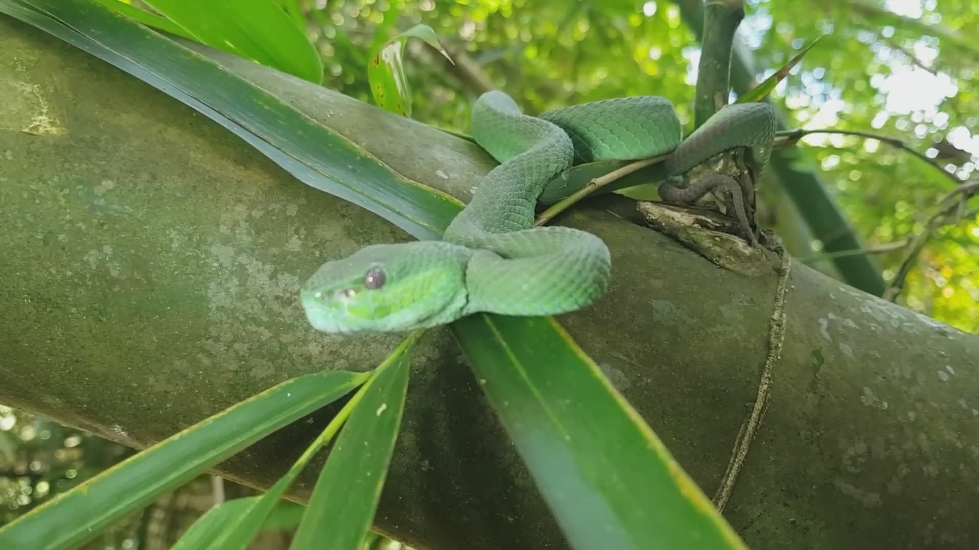 Snake discovery | Handler's closest call with a killer snake