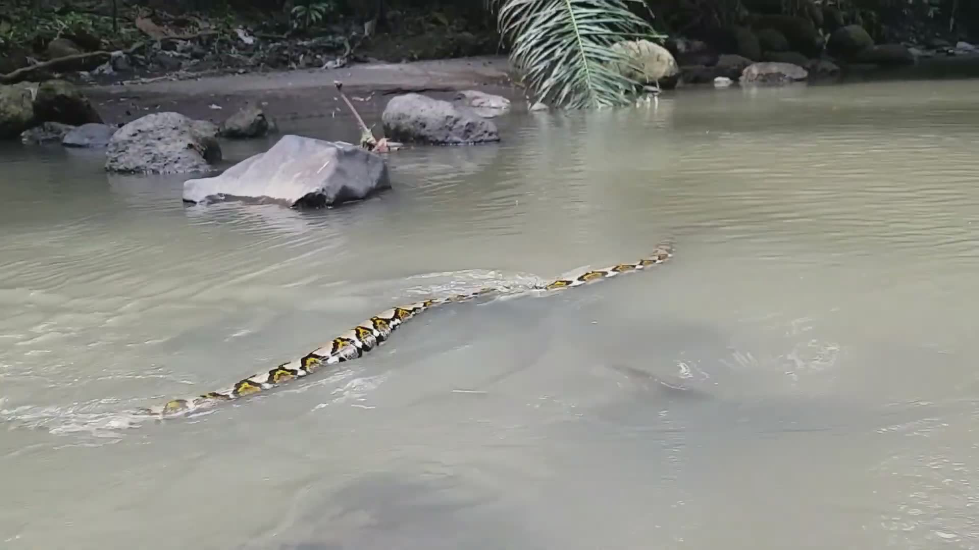 Snake discovery | Caught on camera