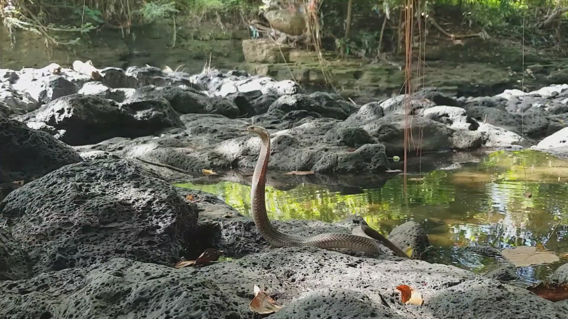 Spitting cobra spraying venom at close range during an aggressive encounter