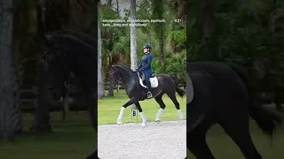 New Arrival 💖🦄💖 11 year 16.1 imported KWPN mare by Johnson x Florencio