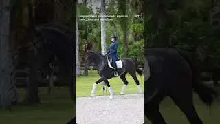 New Arrival 💖🦄💖 11 year 16.1 imported KWPN mare by Johnson x Florencio
