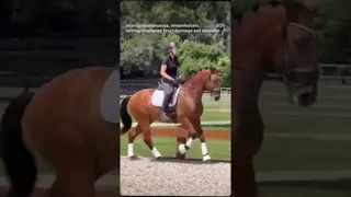 This guy is going to make someone a very special partner! 🐎 💙🐎🇺🇸🇧🇷