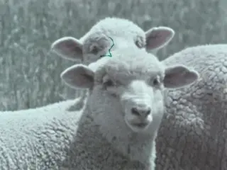 A New Look at Range Management (1960s?)