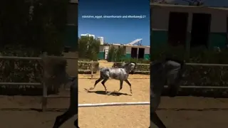 POV: Nobody told Orion he wasn’t a purebred Arabian 😂
