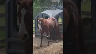 Everyday is an adventure. Mya butt scratching on the hay hut is not a good sign...