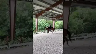 Look at how different Oliver moves through the body when ridden from the hind legs over his back 🤯😮🐎