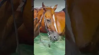 ❣️ The heat spares no one: even horses find happiness in a refreshing dip. 🌊🐴