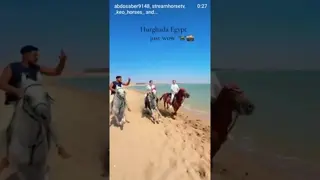just wow 🐎🐎🐎🐎 Hurghada, Egypt 🇪🇬