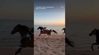 Don’t hold a horse back from the beach…