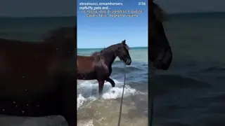 They always ask us why we spend hours on the beach with them. 🌊