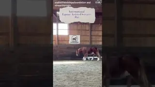 Happy Equine Assisted Services Day!