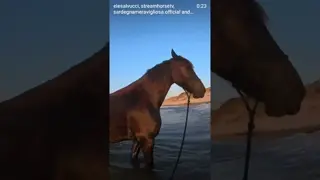People often ask me: But why did you get a mini pony? You can't ride it anyway...
