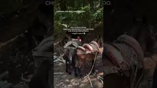 It seems like a scene from another time. 🫏🐎🇮🇹