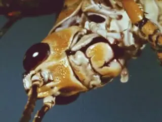 [Insects Chewing, silent, 1970s]