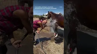 💦🐴 nice cool shower for Endora & Daisy Duck - our  companions deserve relief from the heat! ❤️☀️