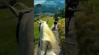 🇨🇭🐎 From the Red Sea to Switzerland… the love for horses has no borders. ❤️