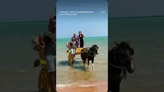 🐎 Horse Carriage Experience in Hurghada 🌊❤️