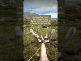 Just a leash in my hand and nothing forcing this reindeer to follow my direction.