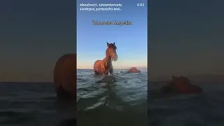 The question I get asked practically every time they see horses at the beach: "Do horses swim?"
