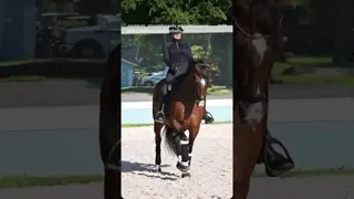 Excel Dressage’s “Kitty,” aka Kate H (Johnson x Gribaldi) schooling towards the GP 🐎
