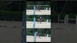 What’s better than gymnastics 🤸 to kick off the week? 🐎💙🤩
