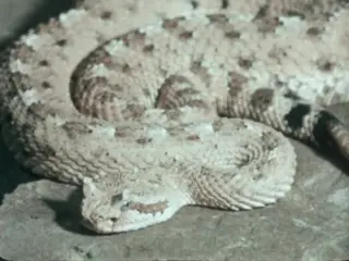 Poisonous Snakes (1962)