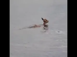Hippos Try to rescue baby impala from crocodile