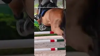 Jumping all clear this weekend at ESP September! 🐎🙌🏻🐎