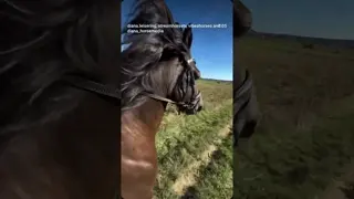 Tölt in the morning ☀️🐴💛