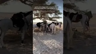 adventure in hurghada 🏜️