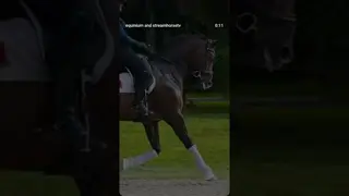 Holy shoulder freedom 🐎 on new sales horse Kappaccino from Excel Dressage 💙 ☕️📲