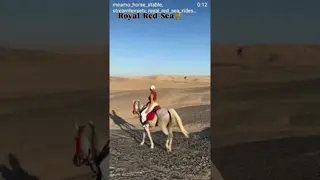 Adventure was a horse in the mountain 🐎🔥