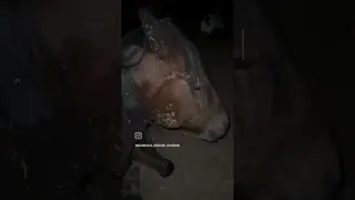 Did you know that horses don't sleep standing up? 😅❤️🐎❣️