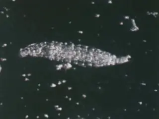 A Question Of Life (1977)
