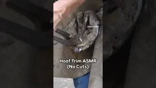 Using @ge_forge nippers to help us achieve our Noble Farriery Trim Methodology.  ⚒️
