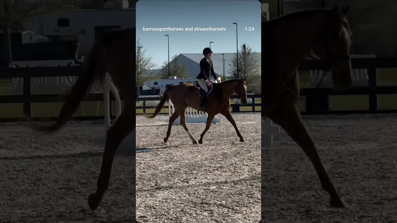 Come meet Wilma at World Equestrian Center and bring her home just in time for summer season 🌊