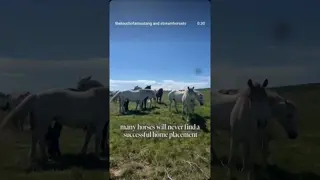 Wild horses and those which have been captured are very much at risk in our world today. 👇👇👇
