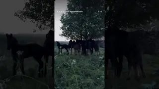 peaceful and calming moment with horses in the mountains 🤍