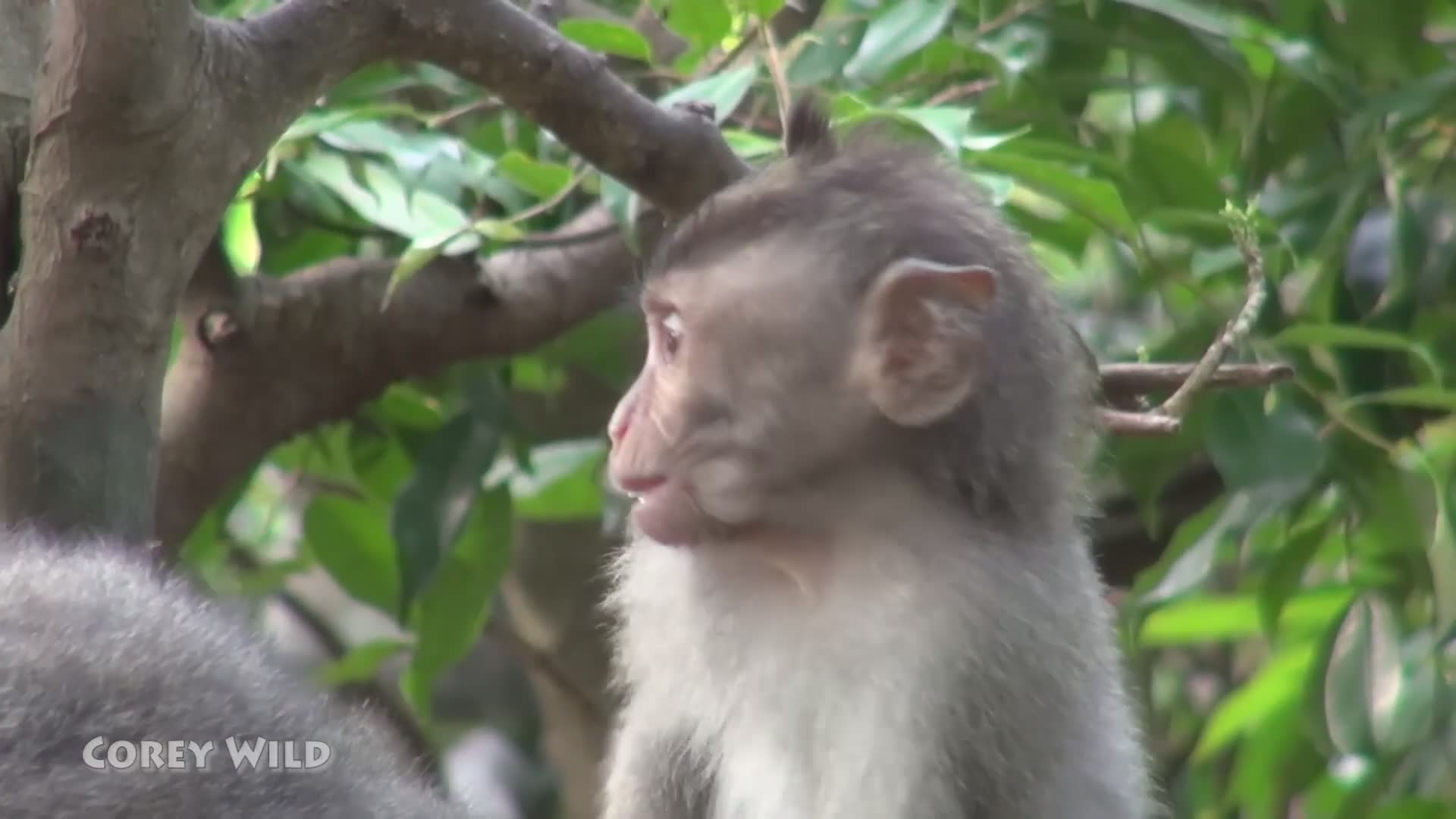 Cute monkeys | Do you need rabies vaccine if bitten by dog or monkey in Bali or Thailand?