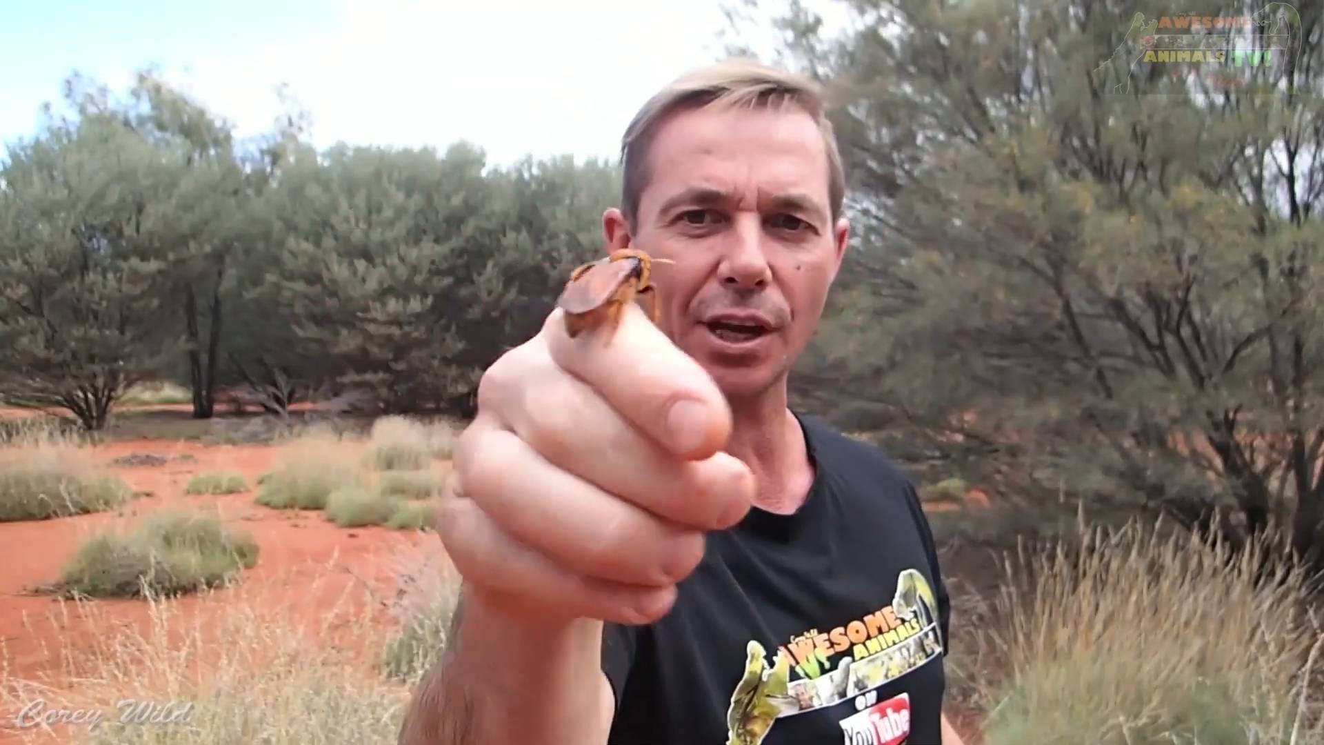 Murder hornets USA | Are they dangerous? Education treatment first aid and health