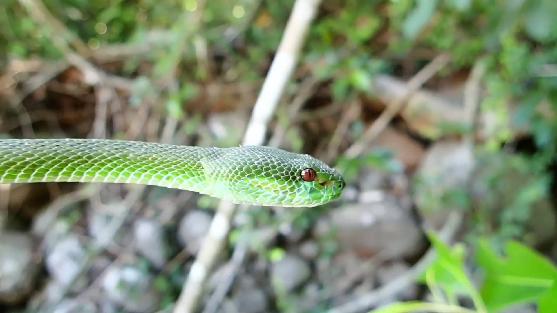 Pit viper garden | Snake city with top ten vipers and snake man Bali snakes