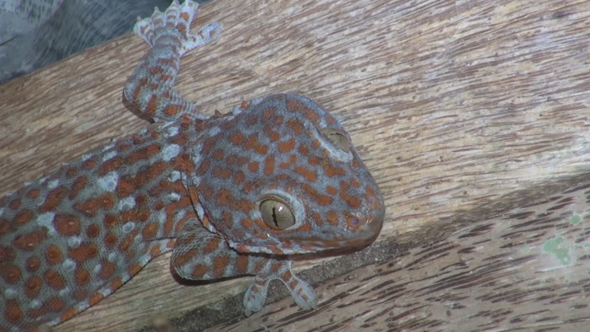 The giant gecko