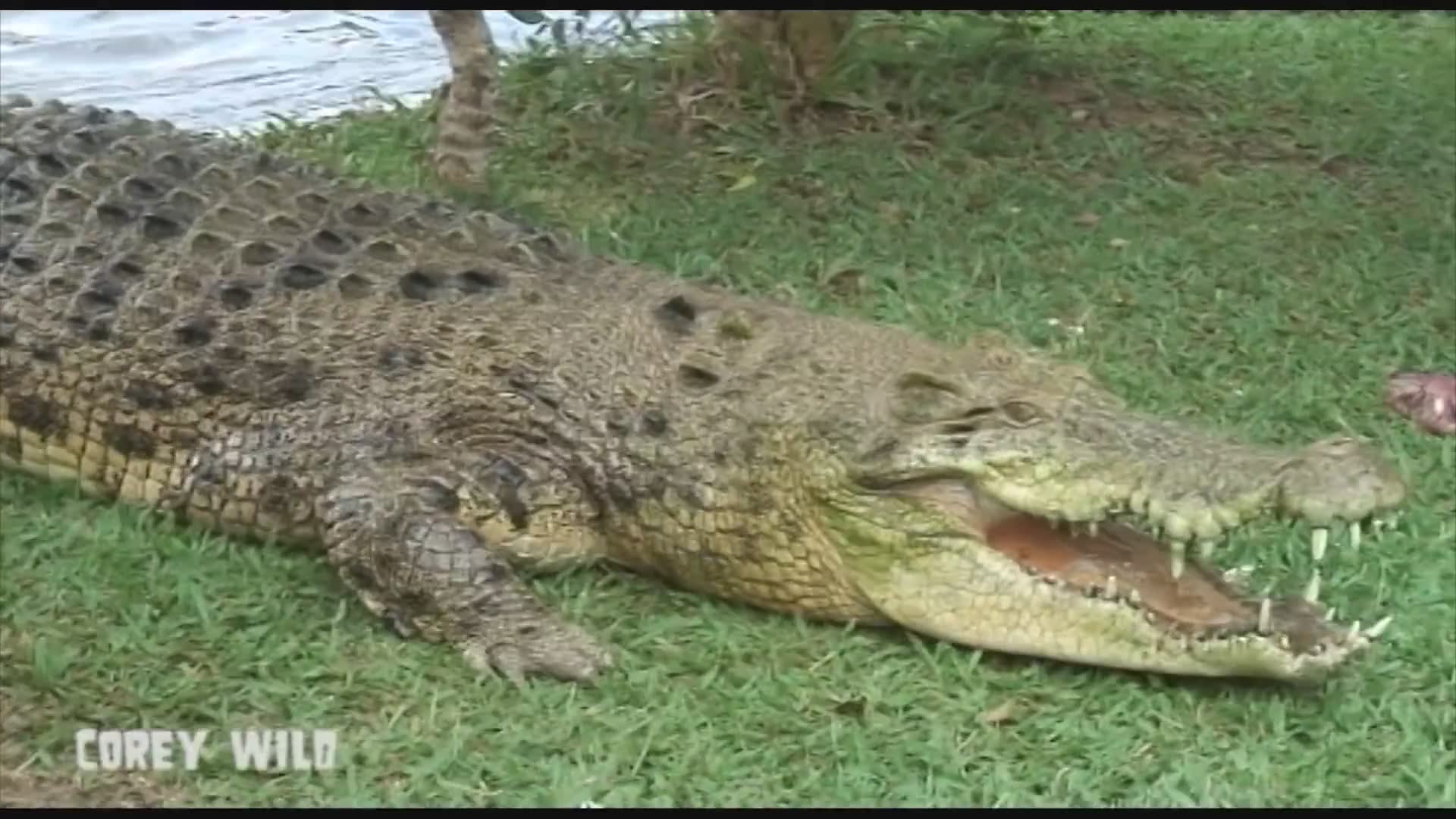 The crocodile man