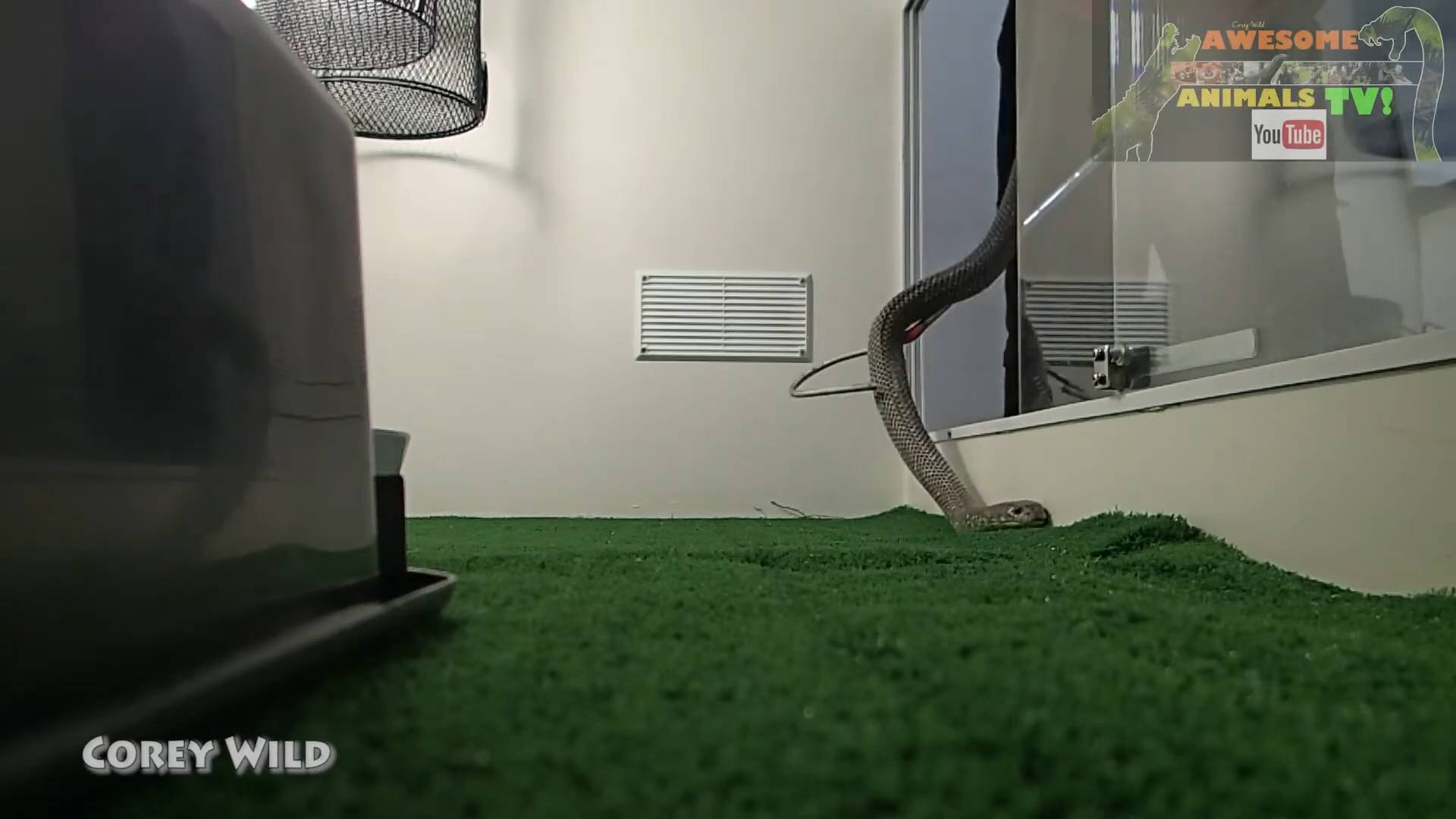 Venomous Snakes Australia | King brown snake