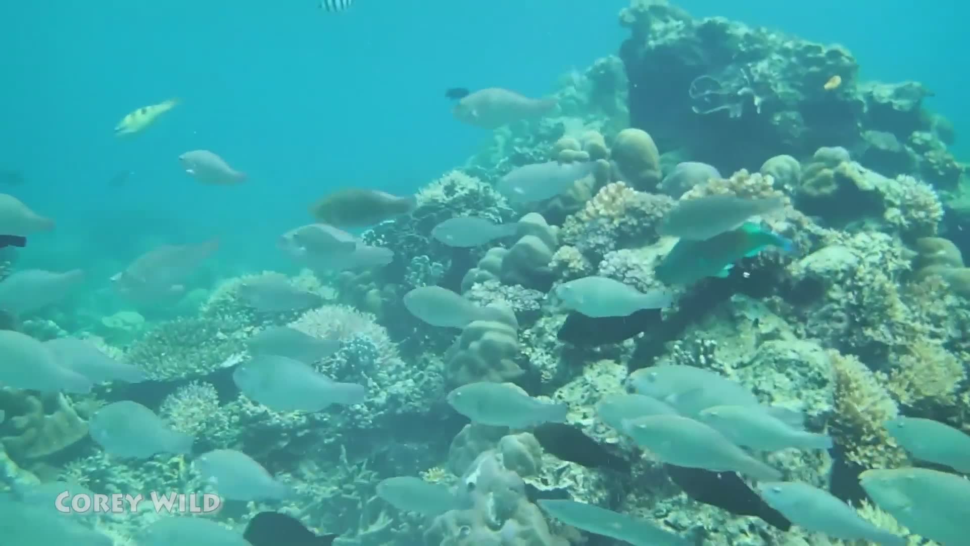 Save the coral reef