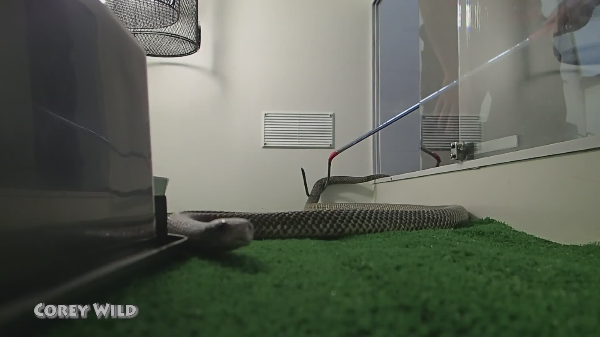 Snakes vs rodents