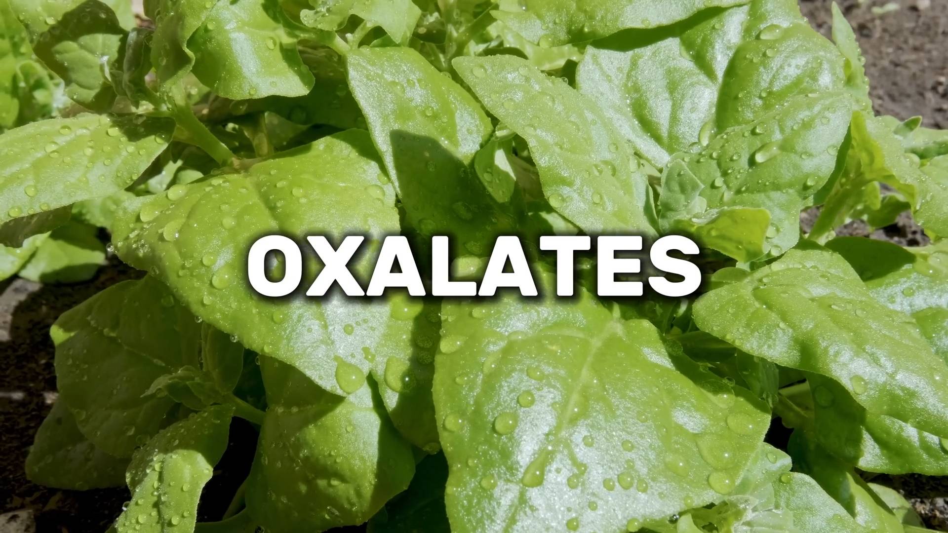 Are oxalates in vegetables bad for you? | Doctors explain
