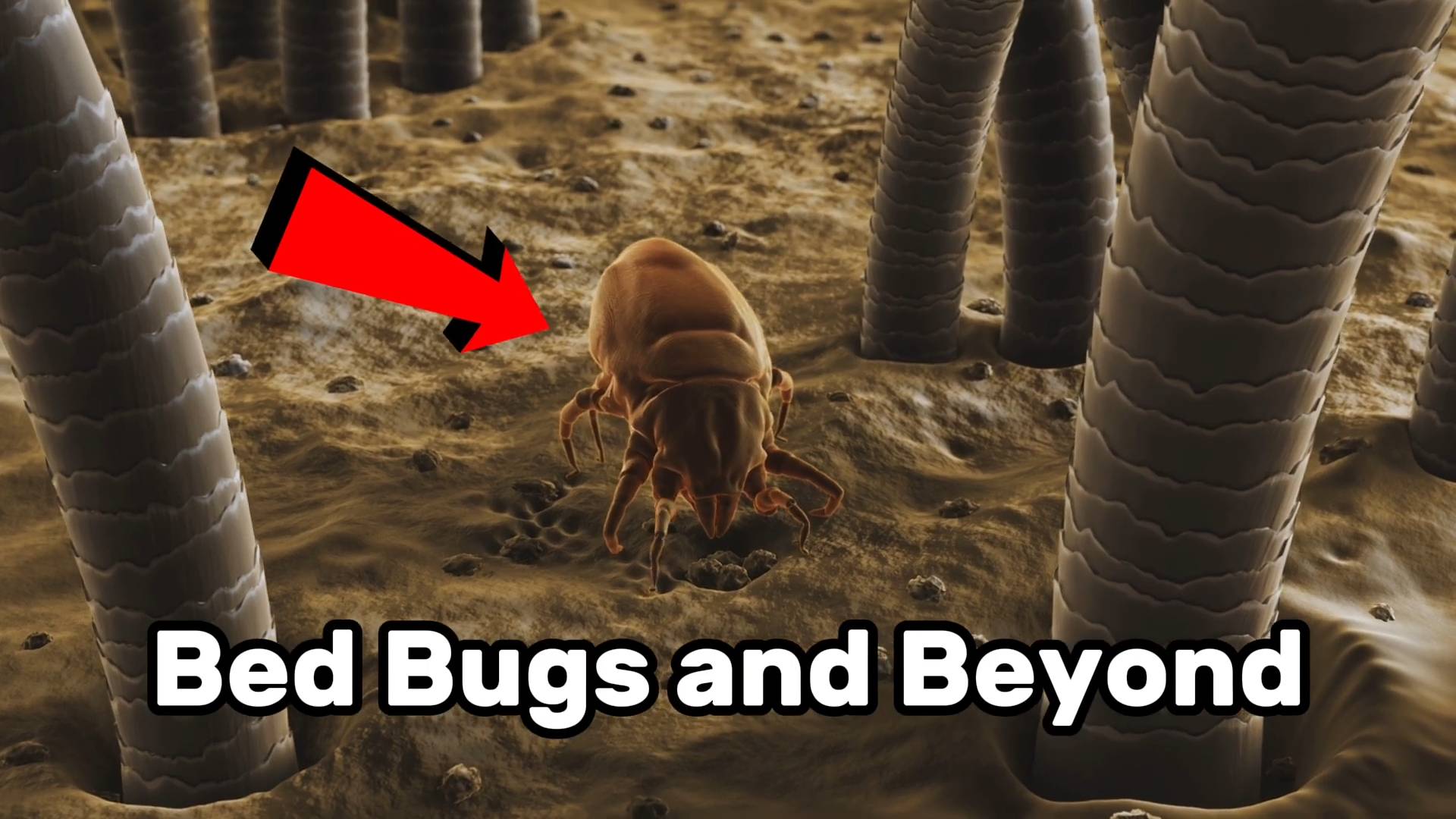 Bed bugs and beyond | Top 7 bug bites you should be worried about