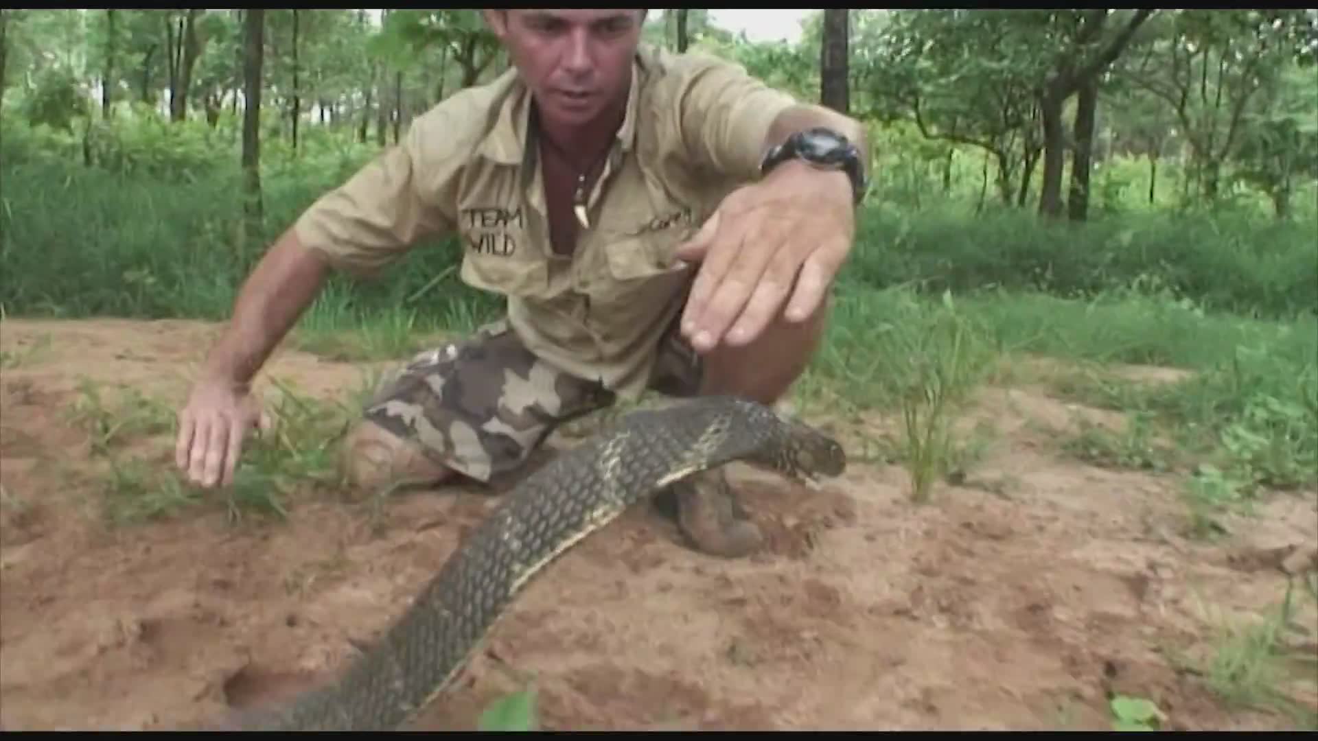 Top 10 dangerous animals in the world | Scorpion